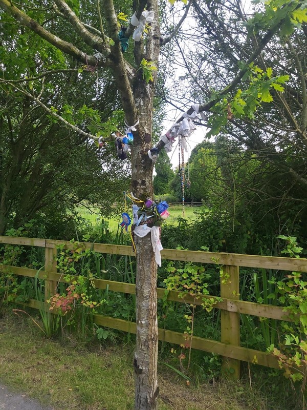 Image of a tree