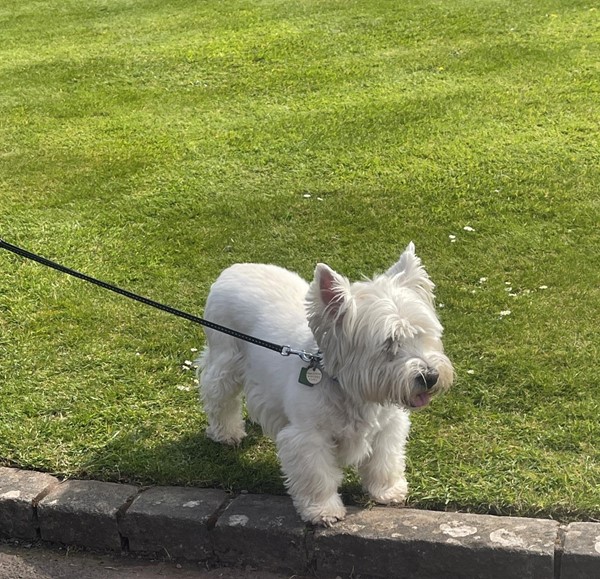 Westie