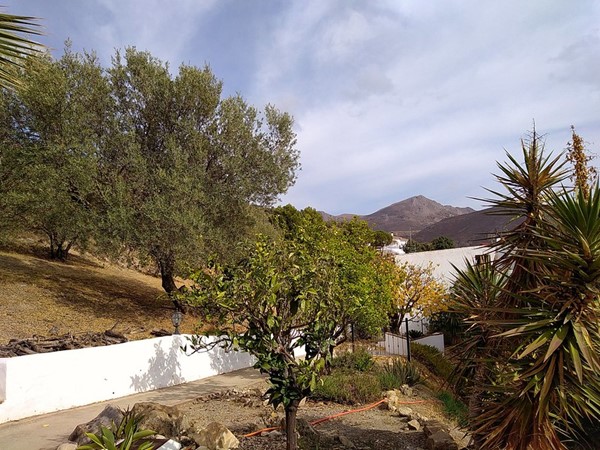 Image of a tree landscape.