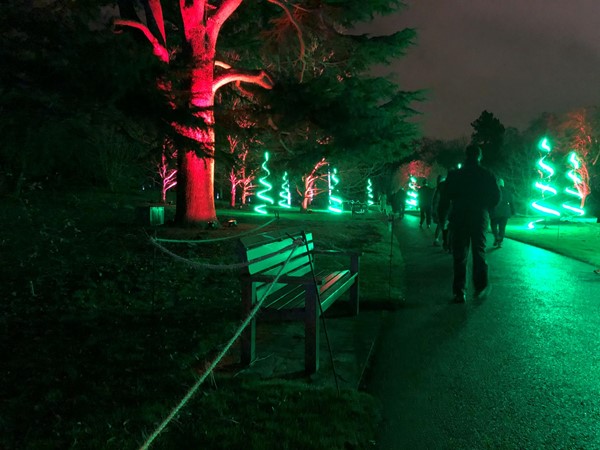 Picture of Christmas lights at Edinburgh Botanics