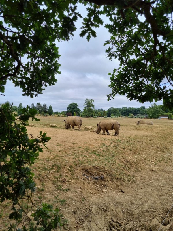Rhinos