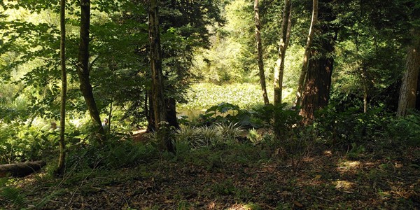 Enys Gardens