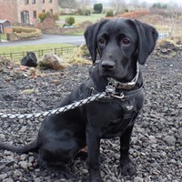 Annie- my potential assistance dog in training