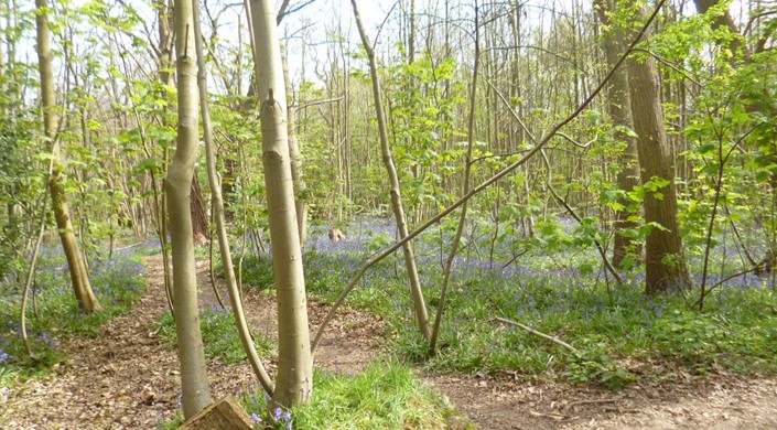 Norsey Wood