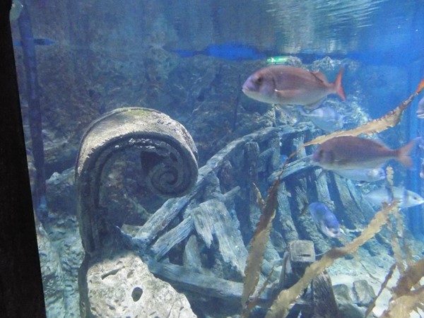 Picture of Malta National Aquarium