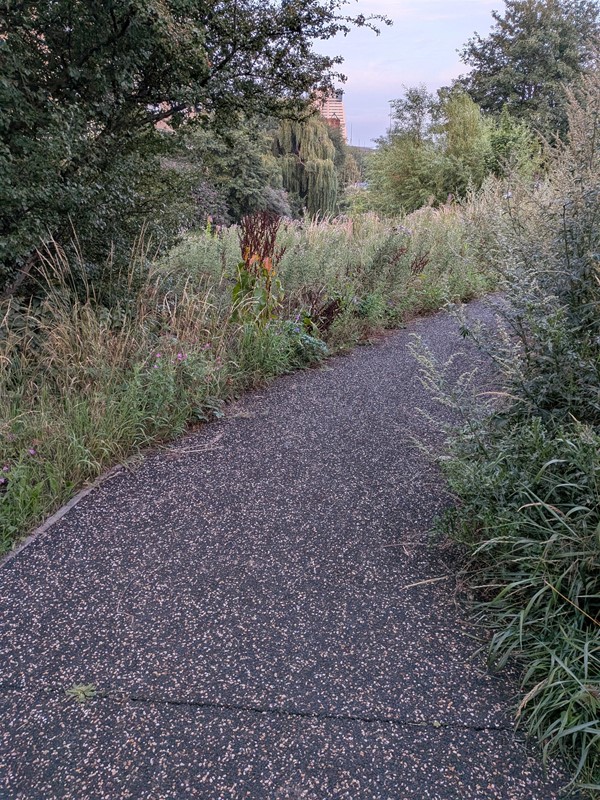 image of path in the park