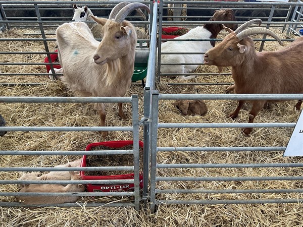 Image of goats in pens