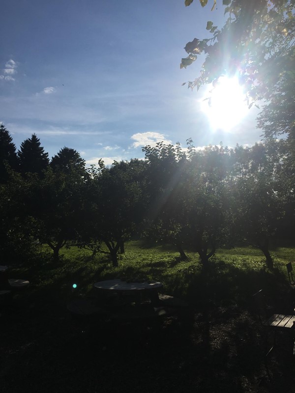 Apple orchard where you can sit and have a coffee