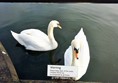 Swans