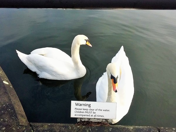 Swans