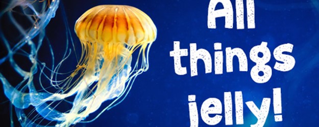 All things Jelly article image