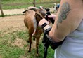Buttercups Sanctuary For Goats