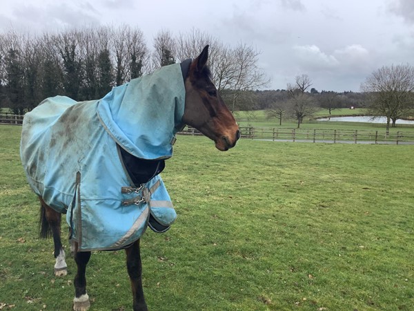 Picture of the meadow for the Polo horses