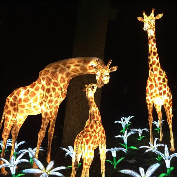 Giraffes