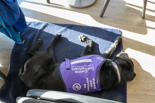 Assistance dog, lying on a mat having a proper sleep.