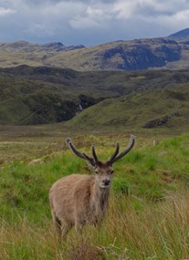 Beinn Eighe and Loch Maree Islands National Nature Reserve