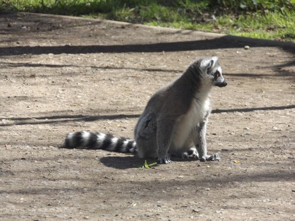 Lemur blocking the path