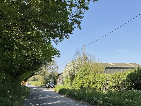 Image of a road a tree and greenery.