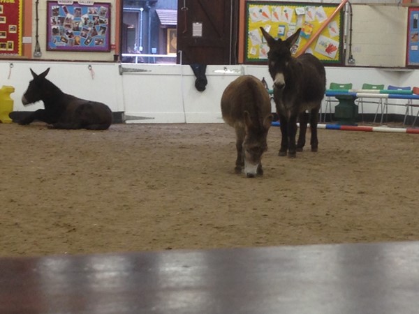 The arena with Donkeys