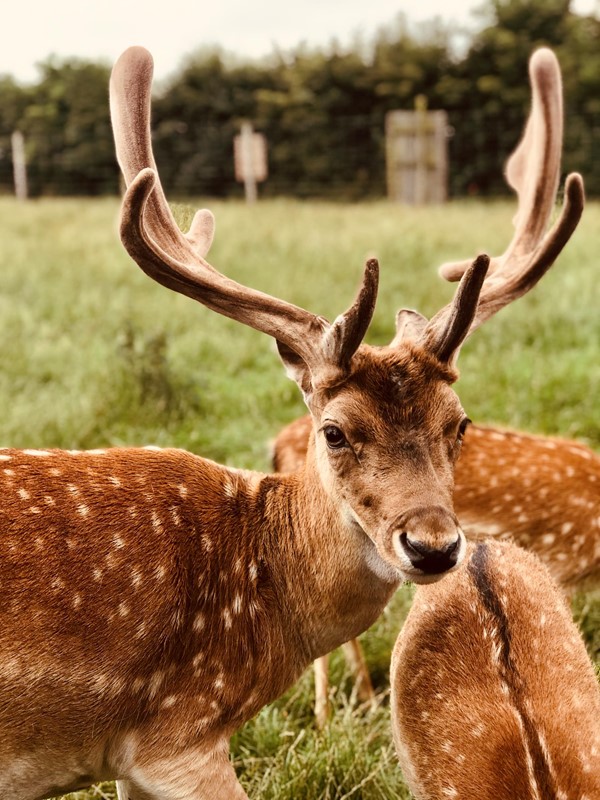 Picture of the Scottish Deer Centre
