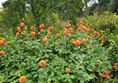 Picture of Waterperry Gardens
