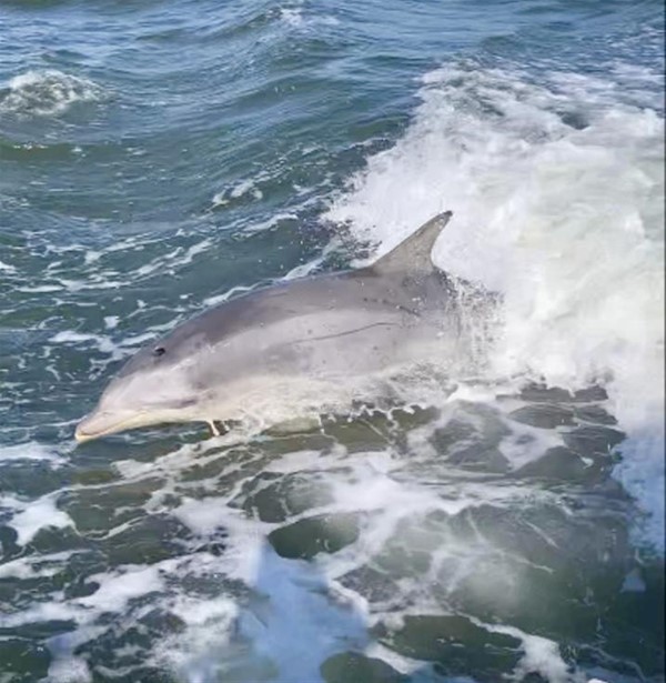 Dolphin I think