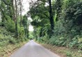 Road through trees