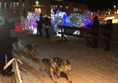 The winning team of the 1200k husky run. Note the wee red boots on the dogs, ice sculptures and Northern Lights Cathedral in background