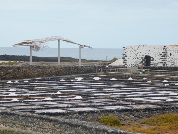 Salt Museum - Salt Pans and Whale Skeleton