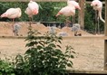 Picture of flamingoes