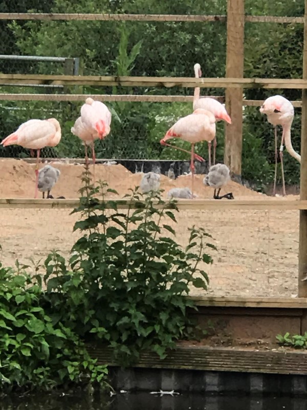 Picture of flamingoes