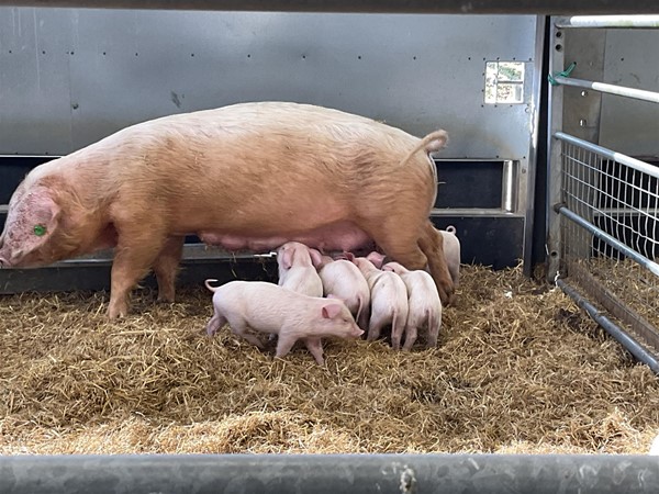 Image of pigs in pens