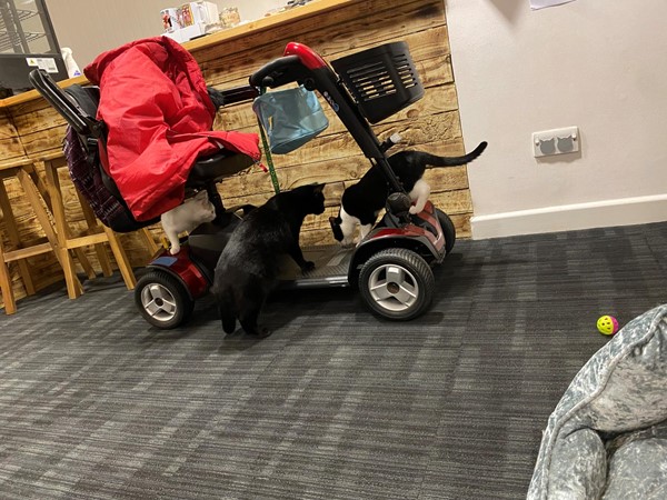 Mobility Scooter and cats